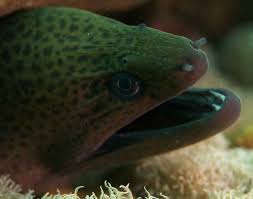 Morenas Fascinantes Criaturas Poco Conocidas