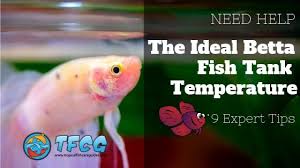 9 Expert Tips To Get The Ideal Betta Fish Water Temp Super