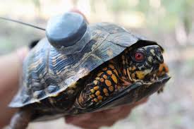 Reports On Help Save The Box Turtles Globalgiving