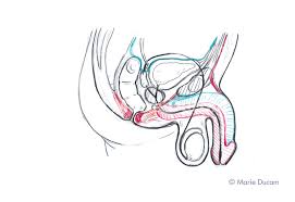 Male detailed photos of muscles. Marie Ducom Male Pelvis Cross Section Anatomical Diagram