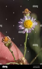 Image result for Isodon ramosissimus