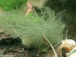 5 gründe wieso deine wasserpflanzen nicht wachsen! Bartalgen Im Aquarium Compsopogon Sp Wiki