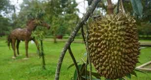 Ada kegiatan tea break yang tepatnya berada di air terjun sekitar dan ada. Agrowisata Kebun Durian Warso Farm