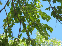 Image result for Monotes engleri