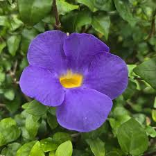 Image result for Thunbergia erecta