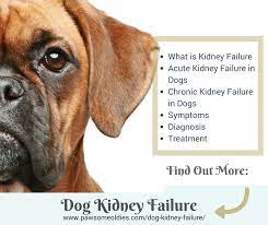 Dog Kidney Failure A Guide To Acute Chronic Kidney Failure In Old Dogs
