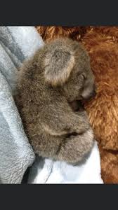 Pin On Koalas