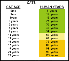 How Old Is Your Cat In Human Years The Pet Product Guru