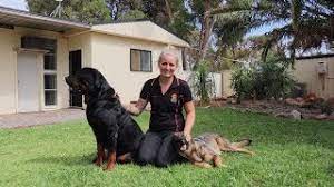 We ask that you familiarise yourself with our adoption process and ensure you provide us with the required information. Guardian Angel Animal Rescue South Australia Youtube