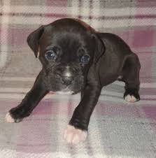 Profile for Collins' Boxer Babies