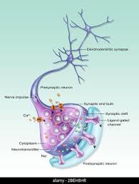 Image result for Synandrodaphne