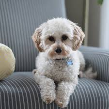 Cavapoo Dog Breed Information Images More Pure Pet Food