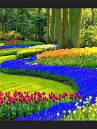 Keukenhof Beautiful Gardens Garden Pictures Flower Garden Pictures