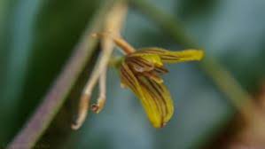 Image result for Angraecopsis parviflora