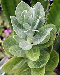 Image result for Kleinia fulgens