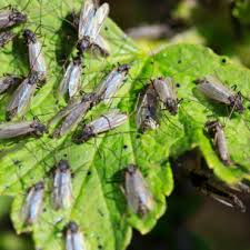 As bed bug populations sweep across the country, pest control sections of store shelves are being filled with the latest and greatest claims to victory over the war on bed bugs, but be careful. Pest Control Grange Park 24 Hr Emergency Services Catch It Ltd