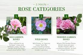 We did not find results for: The Different Types Of Roses An Ultimate Guide