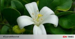 Ketiga kayu ini dan ada lagi kayu yang lain terdiri dari kayu penawar.kayu kelor akan menawar kan apa sahaja…sebab itu lah minyak pengaseh…semua jenis,jika letak berhampiran teras kelor,akan. 5 Manfaat Kemuning Bagi Tubuh Tanaman Yang Tidak Sekadar Harum