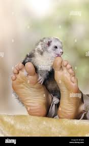 Lick feet hi-res stock photography and images - Alamy