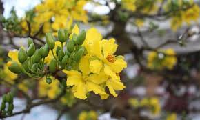 Detroit, mi · vietnamese · $$. The Most Beautiful Flowers In Vietnam Vietnamdrive