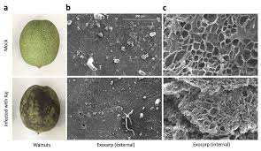 Image result for Walnut blight