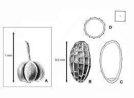 Image result for Eriocaulon truncatum