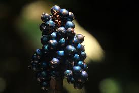 Image result for Pollia condensata