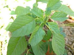 Image result for Amaranthus blitum