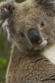 Astounding Nature Casts A Spell Of Koala Magic In Australia Koala Bear Koala Animals Beautiful