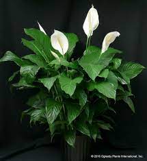 Pin By Dedewolery On Dedewoole In 2020 Peace Lily Peace Lily Care Lily Plants