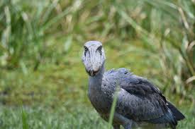 The scientific question of within which larger group of animals birds evolved has traditionally been called the 'origin of birds'. A Connection To Dinosaurs Wild View