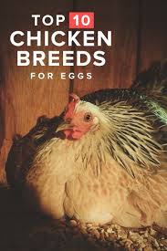 chicken breeds eggs per year