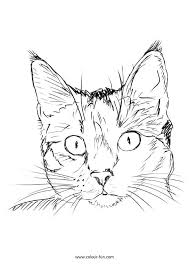 Pin Cat Sketch Drawing Katze Pin Skizze Zeichnen Drawing Katze Sketch Skizze Zeichnen Cat Face Drawing Kitten Drawing Animal Drawings