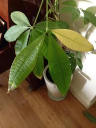 Organifi gives you a fast, complete, nutritious alternative that will keep you healthy and provide you with plenty of benefits. Ask A Question Forum Help Money Tree Is Having Issues Garden Org