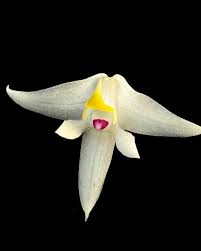 Image result for Polystachya fallax