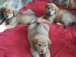 Puppyfind.com has been visited by 10k+ users in the past month Rotweiller Mix Puppies For Sale In Roseburg Oregon Classified Americanlisted Com