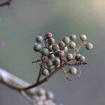 Image result for Maesa lanceolata