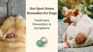 Image result for hotspot dogs