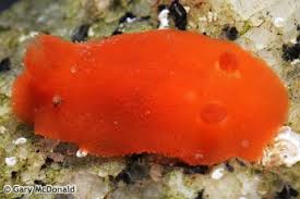 Image result for Digitaria pulchra