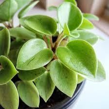 These really are such cute leaves, peperomia prostrata leaves would make perfect buttons! Peperomia Pixie Lime Refreshing Light Green And A Hint Of Red On The Stems Make Beautiful Contrast And Tiny Hairs On The L Peperomia Plant Plants Peperomia