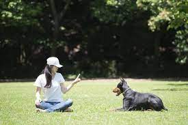 Find the highest paying dog training jobs near you! How To Become A Dog Trainer Things To Know About Dog Training