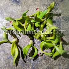 Image result for Artabotrys likimensis