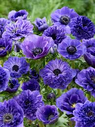Image result for Anemone transvaalensis