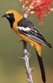 Birds Of A Feather 2 Pin On Birds Of A Feather 2