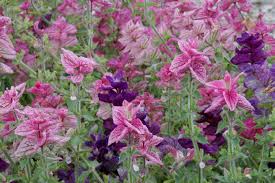 Image result for Salvia runcinata