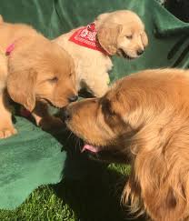 Will be vet examined, have current vaccinations and deworming on record. Golden Retriever Puppies Golden Retriever Buddies Golden Retriever Buddies