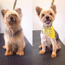 Maybe you would like to learn more about one of these? Pretty Fly For A Yorkie Thegnarlydog Doggrooming Dog Daycare Holiday Pet Photos Dog Friends
