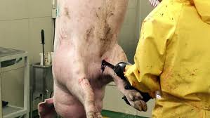 Pig Sticking Bleeding Process Inside ...