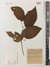 Image result for Alangium chinense