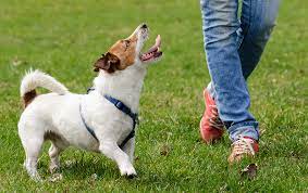 100 years of experience · professional dog trainers Sending Your Dog Away For Training Puppy School Pros And Cons The Happy Puppy Site